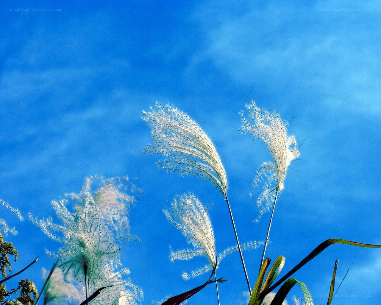 Feathery grass against blue sky