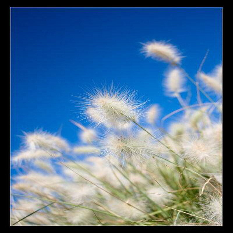 feathery grass against blue sky