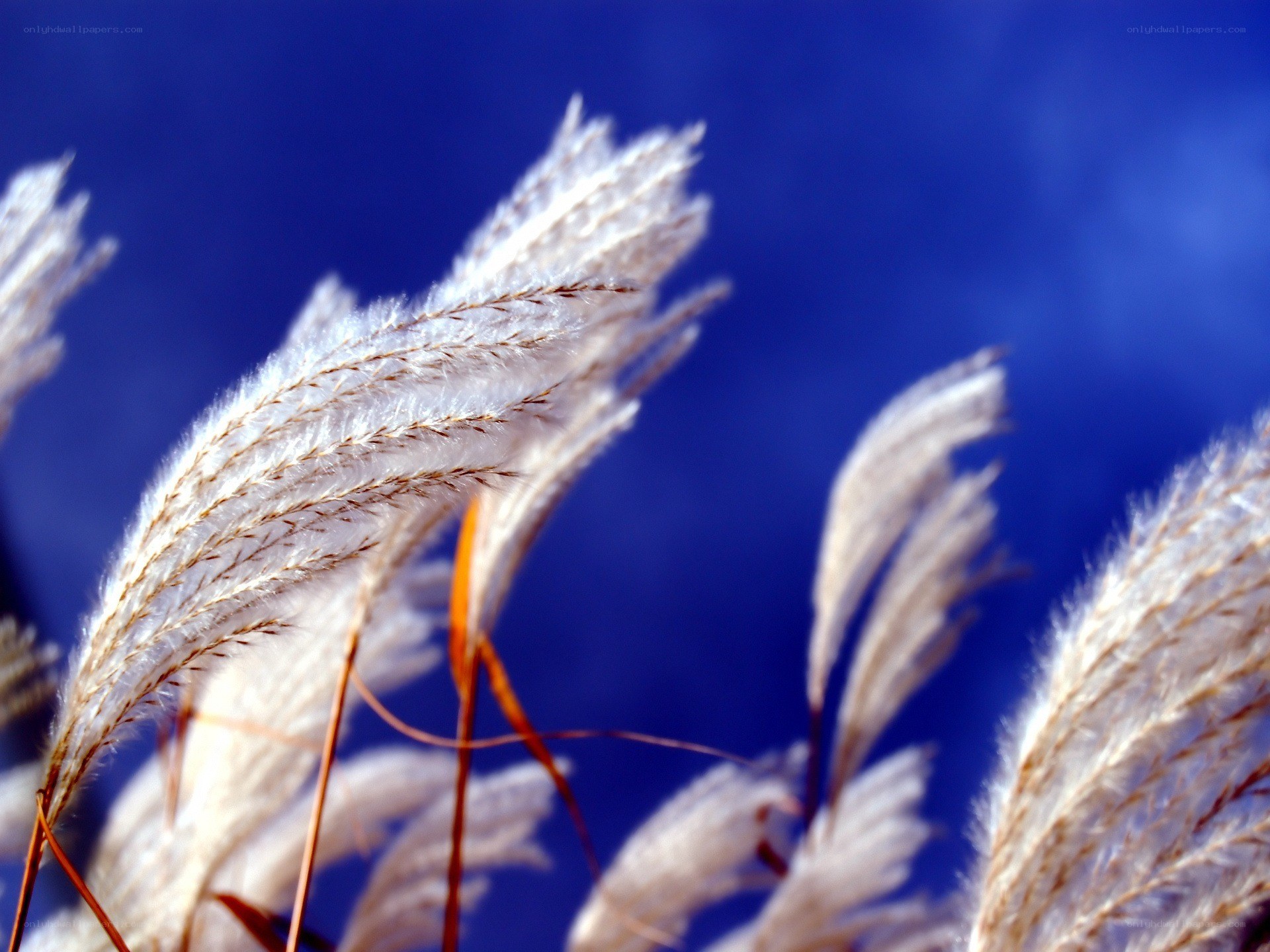 Feathery grass against blue sky
