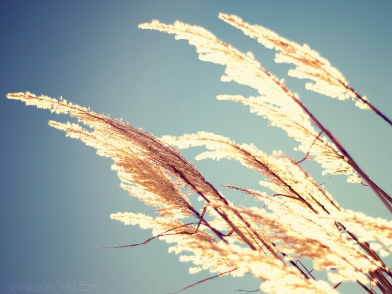 Feathery Grass Against Sky