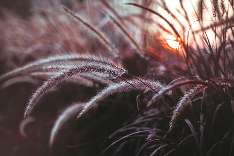 Feathery Grass at Sunset