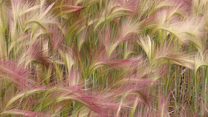 feathery grass in a field
