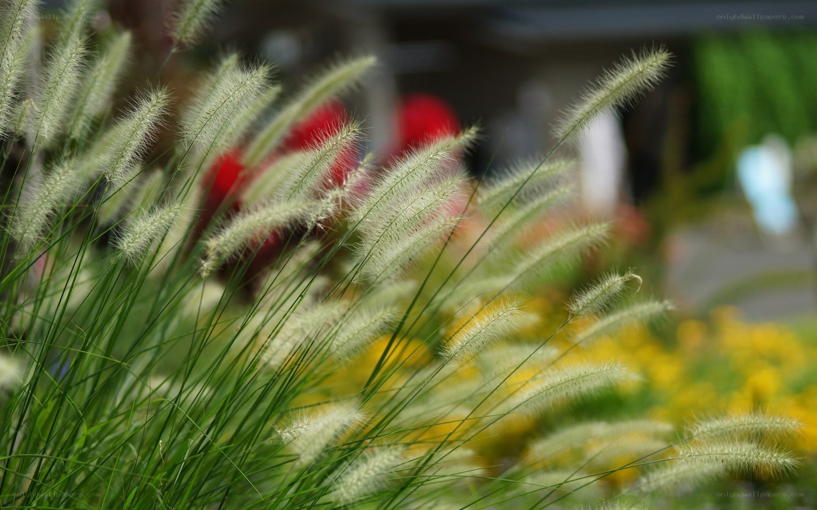 Feathery grass in a garden