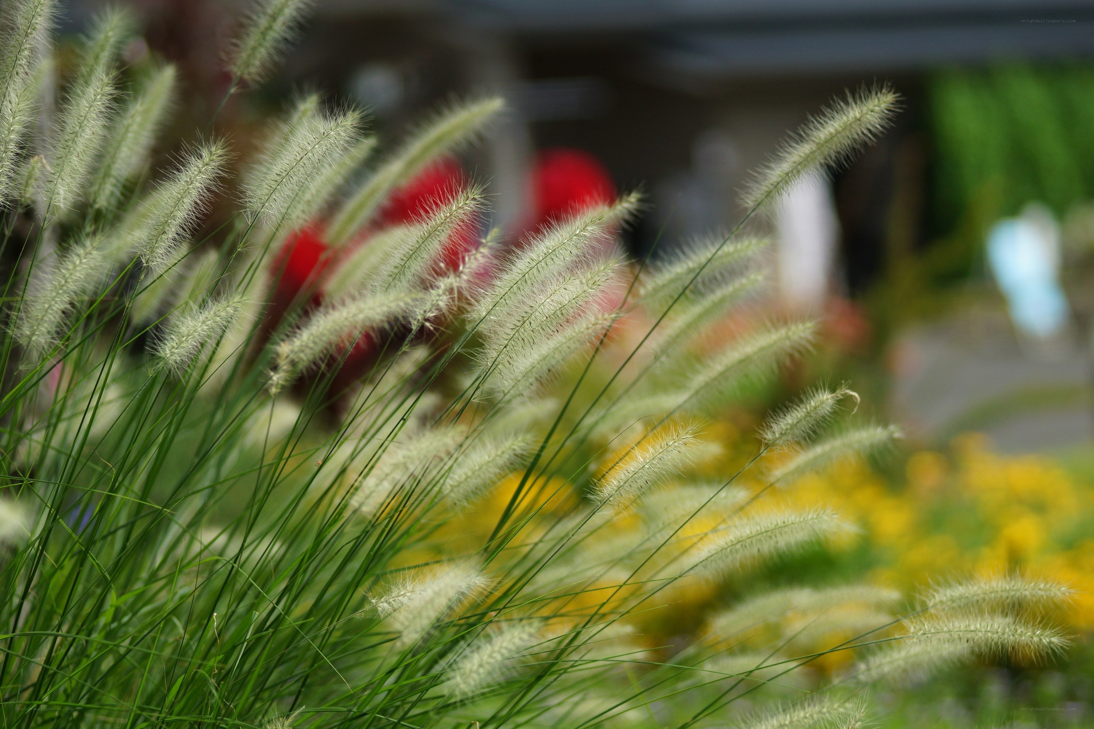 Feathery grass in a garden