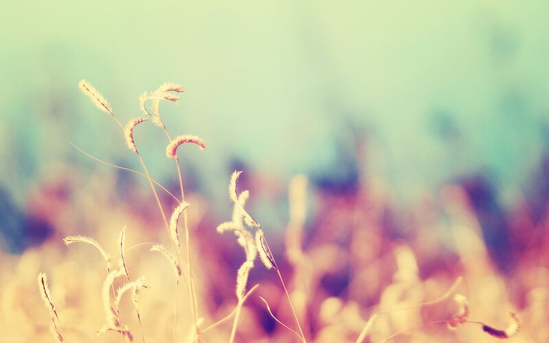 Feathery Grass in Field — Yellow