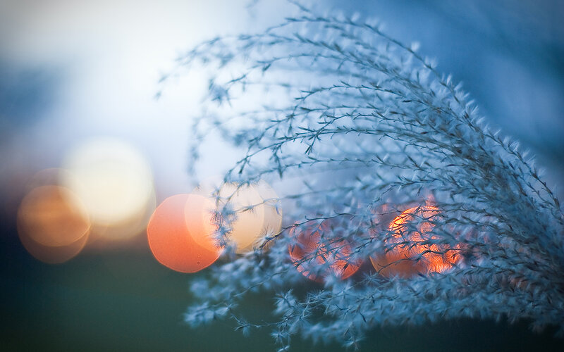 Feathery Grass in Foreground