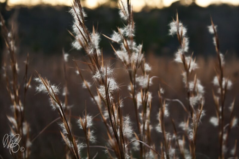 feathery grass in golden light