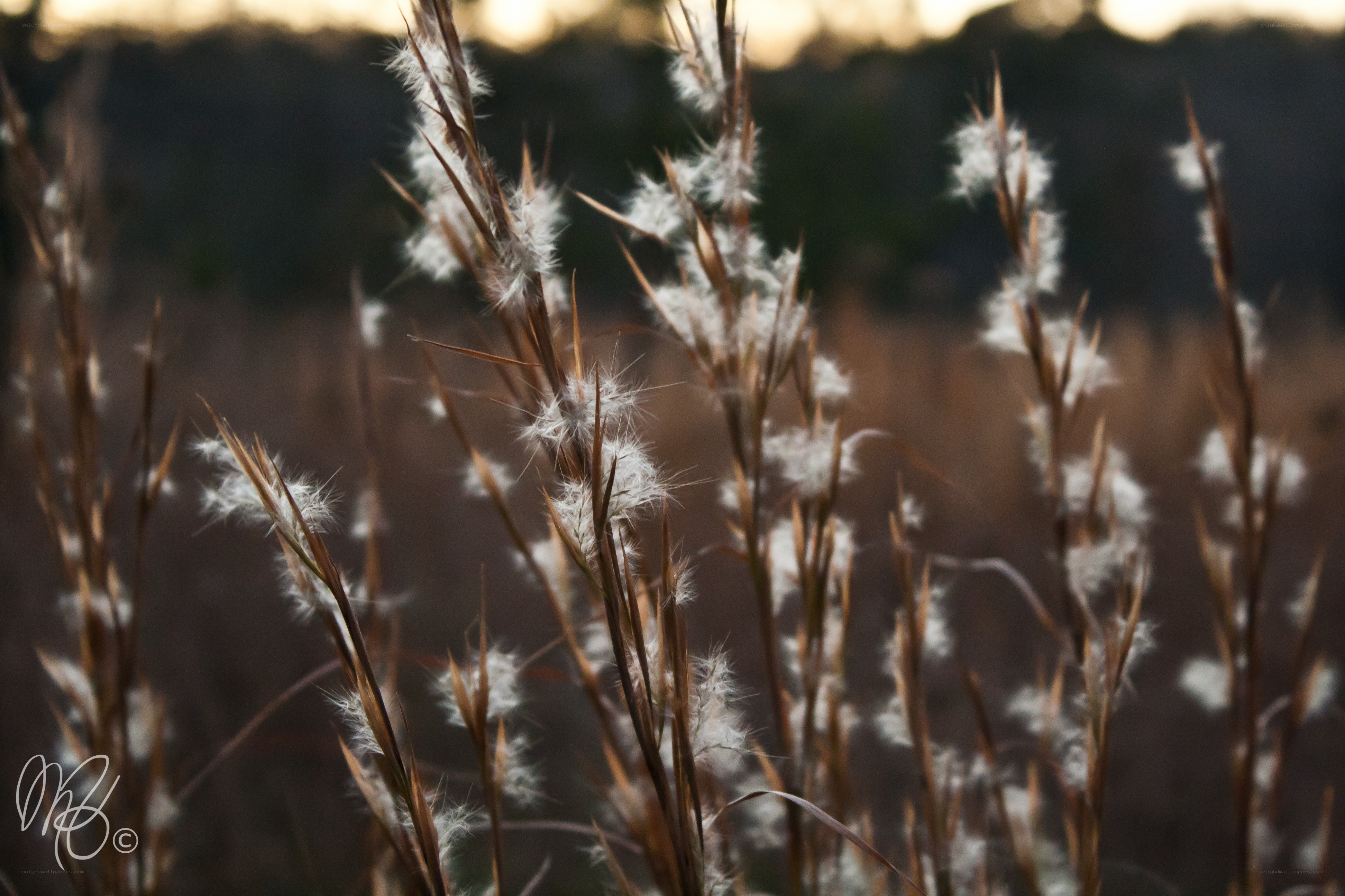 feathery grass in golden light