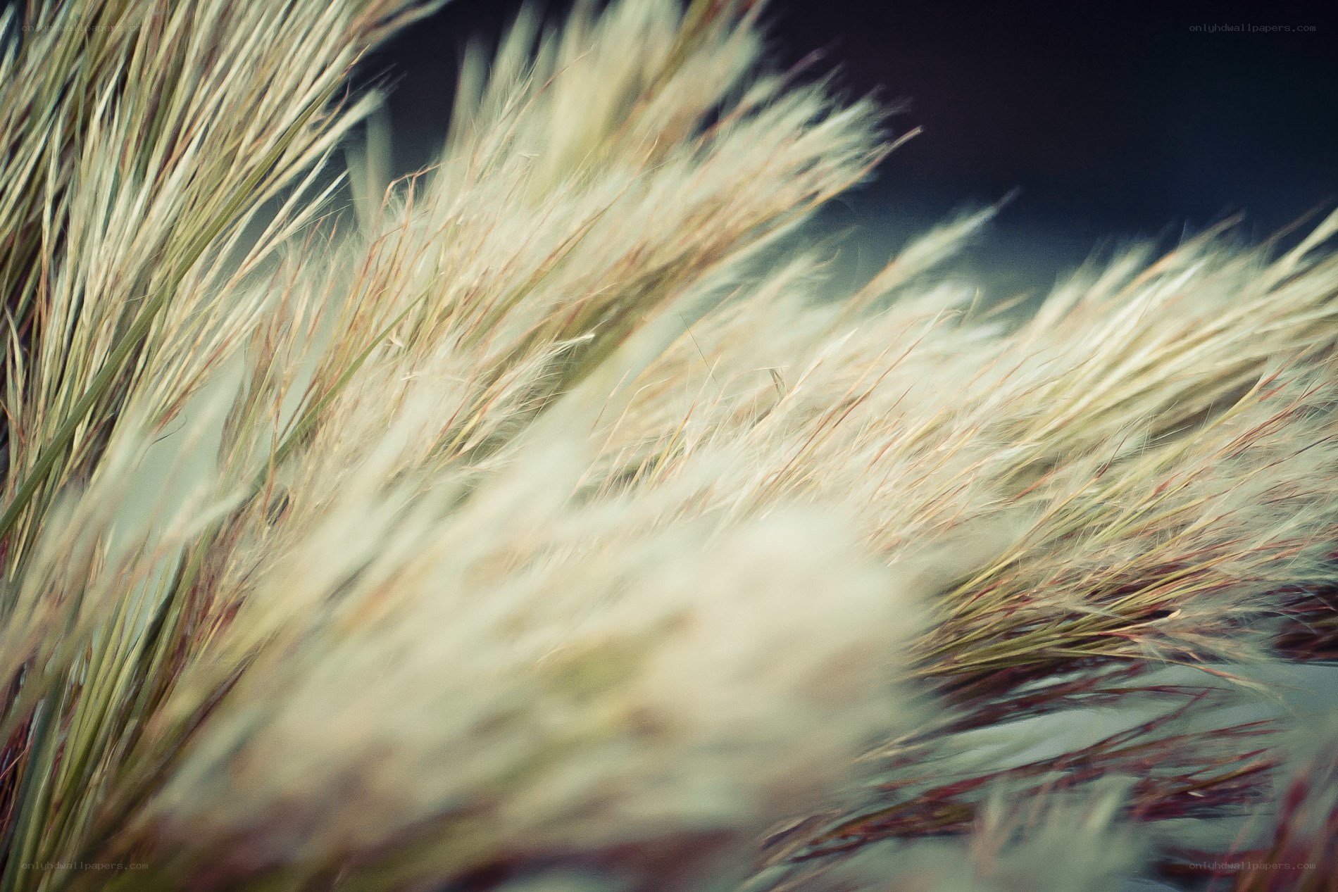 Feathery grass in motion