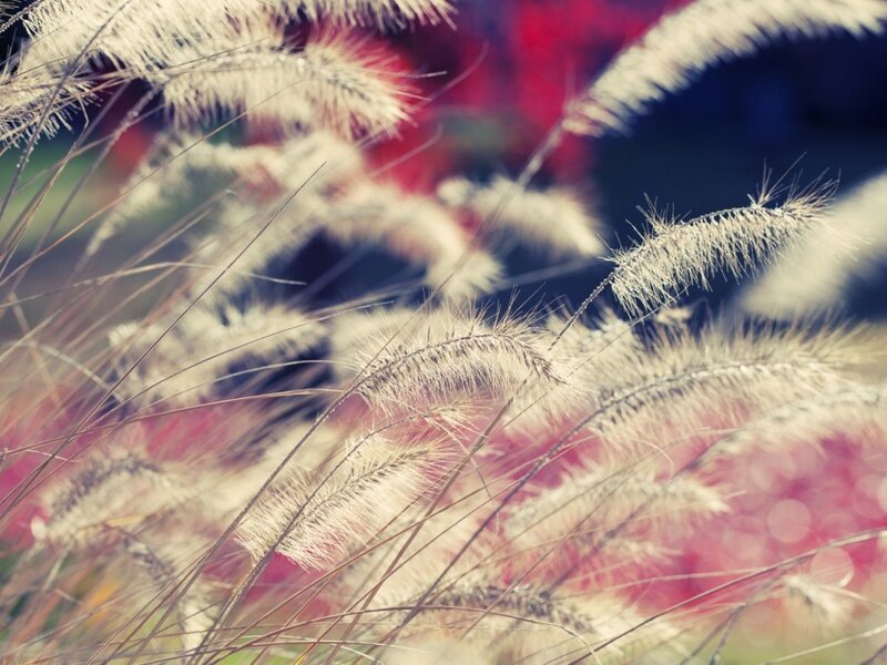feathery grass in soft focus