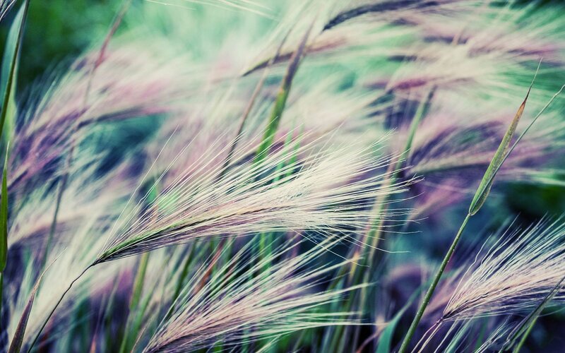 Feathery grass in soft focus