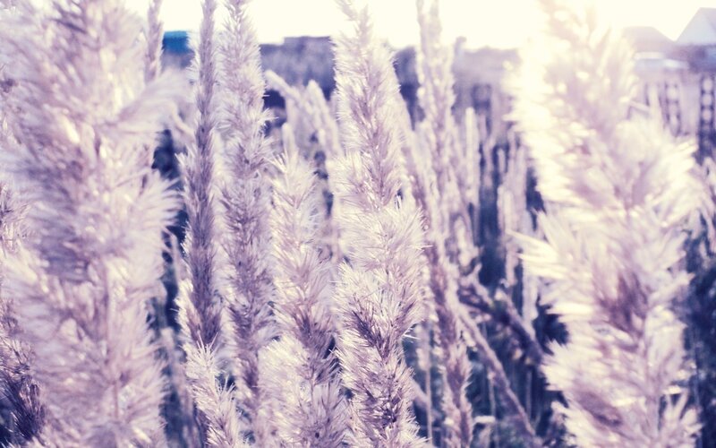 feathery grass in soft light