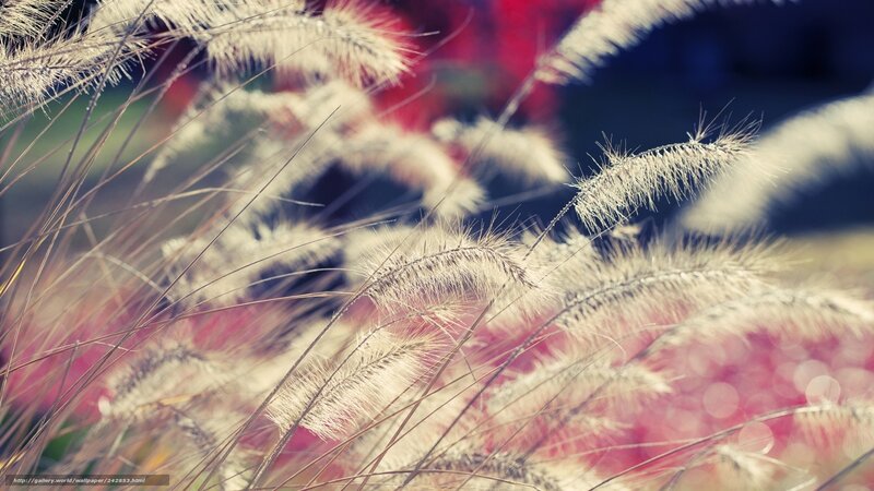 feathery grass in soft light