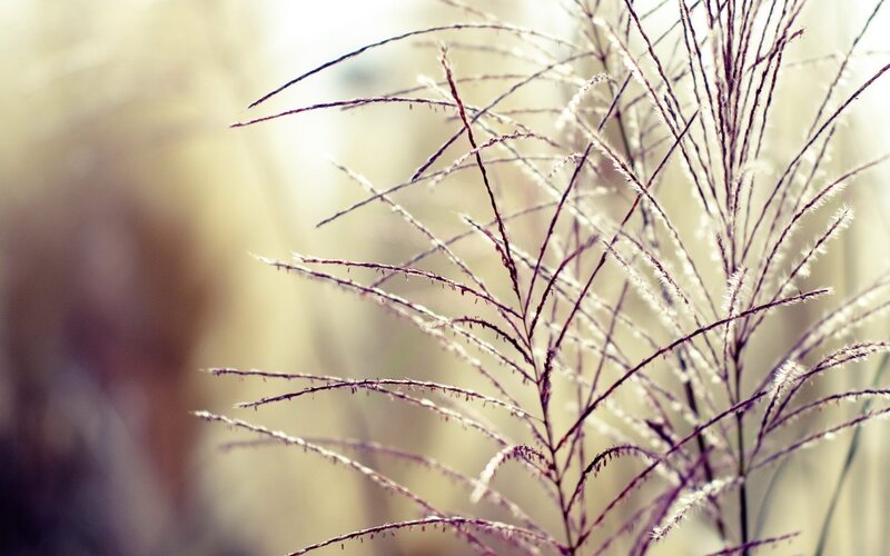 feathery grass in sunlight