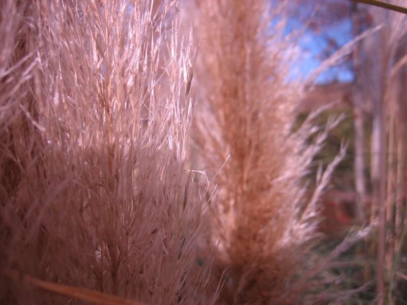 feathery grass in sunlight