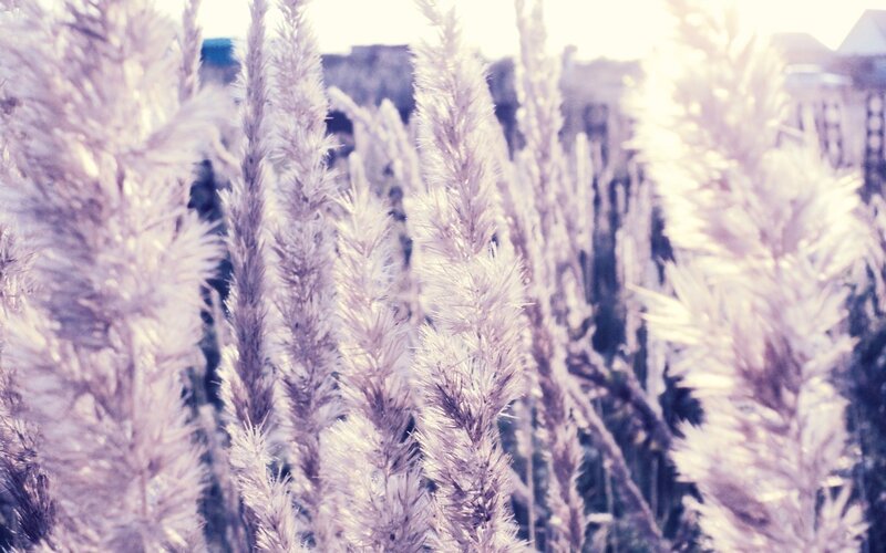 feathery grass in sunlight