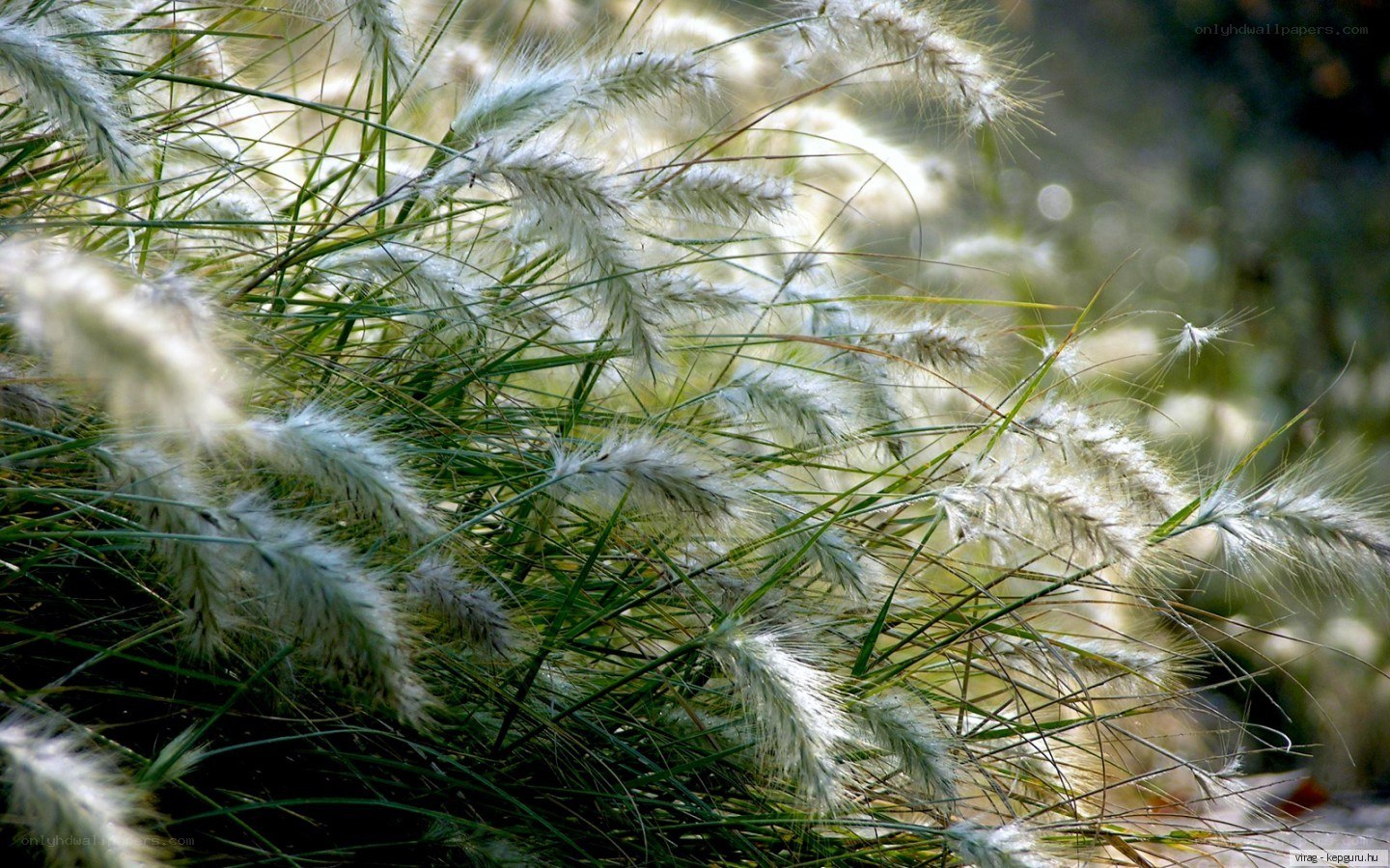 Feathery grass in sunlight