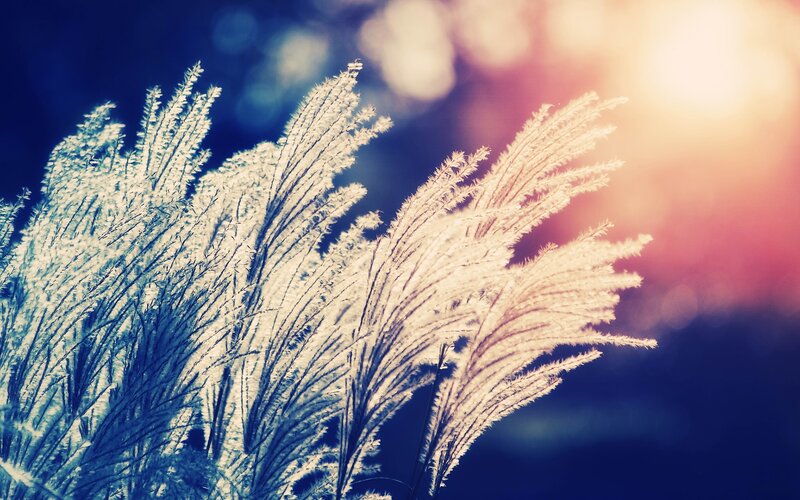 Feathery Grass in Sunlight — Blue