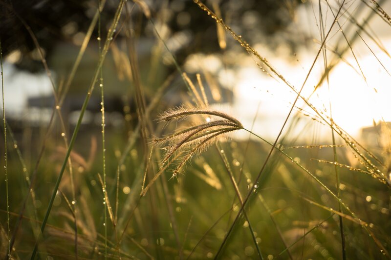 Feathery Grass in Sunlight — Green, Serene