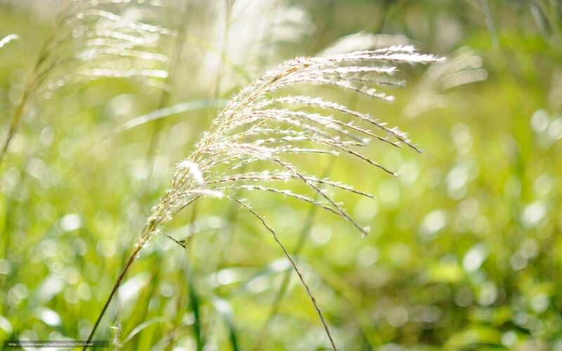 Feathery Grass in Sunlight — Green
