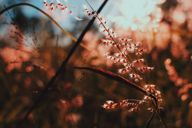 Feathery Grass in Sunlight — Orange
