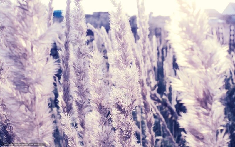 feathery grass in sunlight