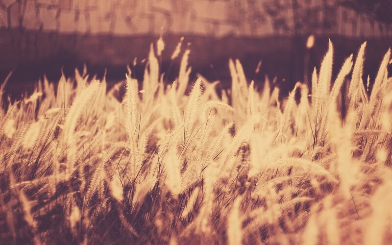 feathery grass in warm light