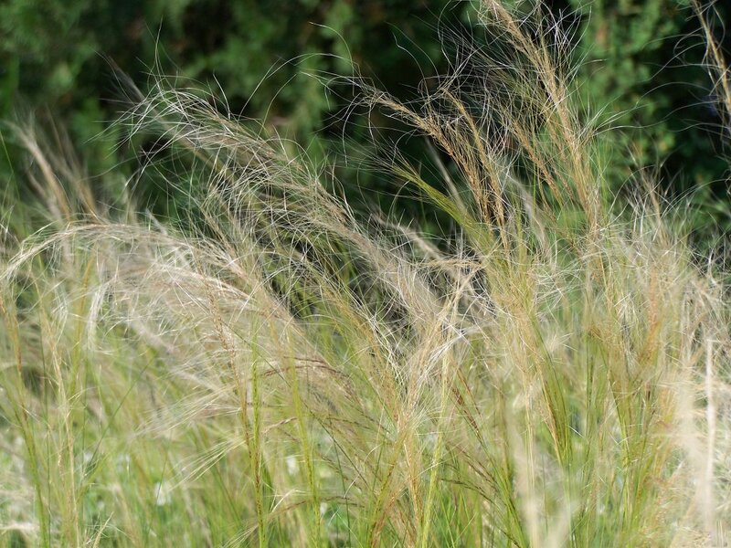 Feathery Grass in Wind — Beige