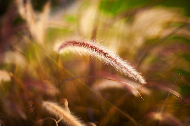 Feathery Grass Plume — Brown