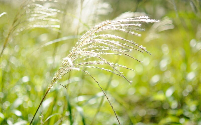 Feathery Grass Plume — Green