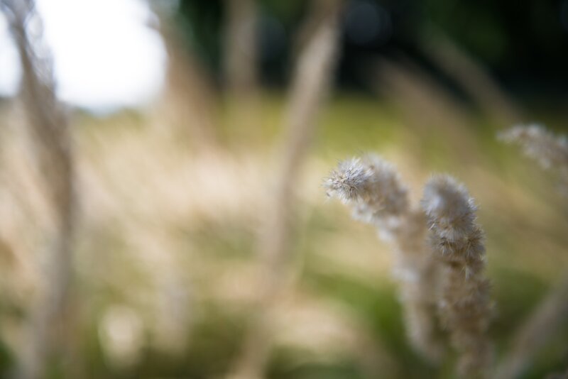Feathery Grass Plumes — Beige, Serene, Afternoon