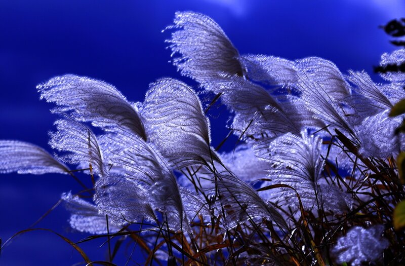 Feathery Grass Plumes — Blue, Dramatic