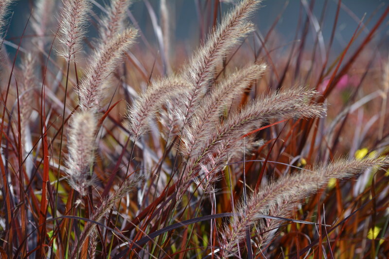Feathery Grass Plumes — Brown
