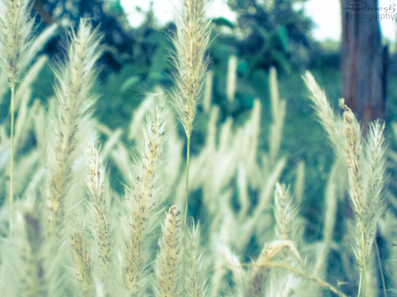 Feathery Grass Plumes — Green
