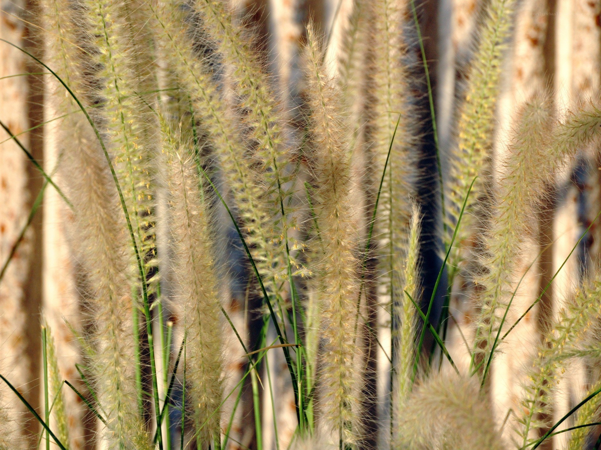 feathery grass plumes in sunlight