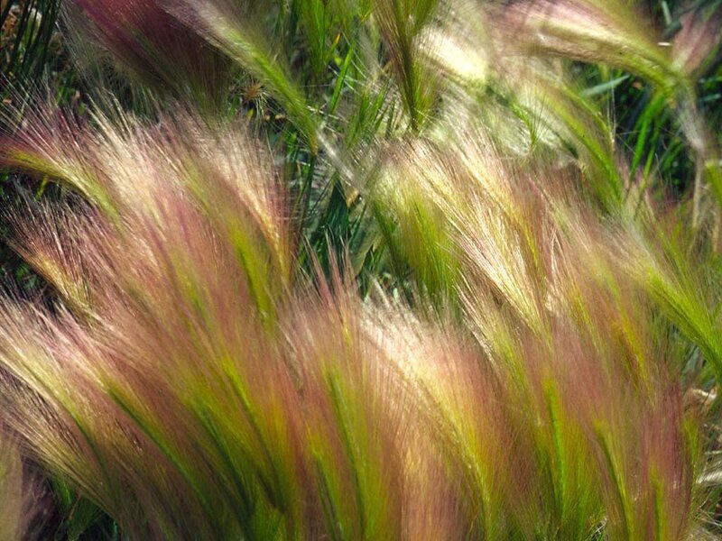 feathery grass plumes in sunlight