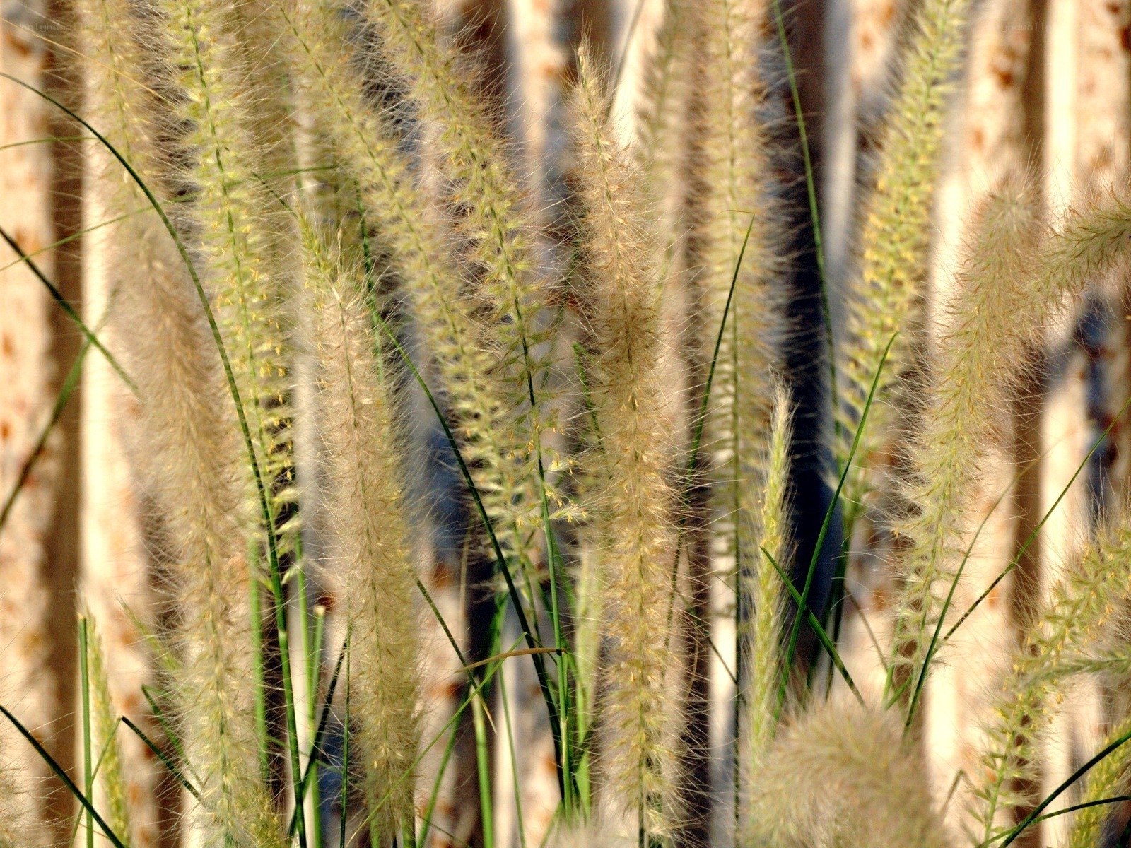 feathery grass plumes in sunlight