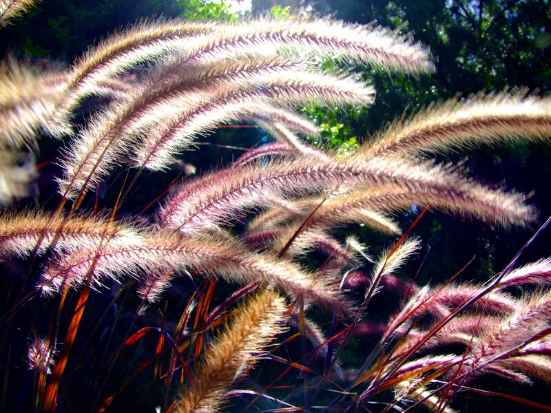 Feathery Grass Plumes — Purple