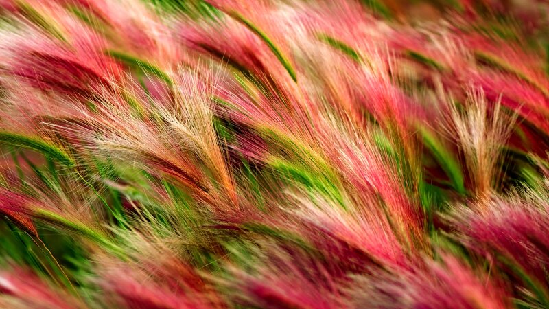 Feathery Grass Plumes — Red