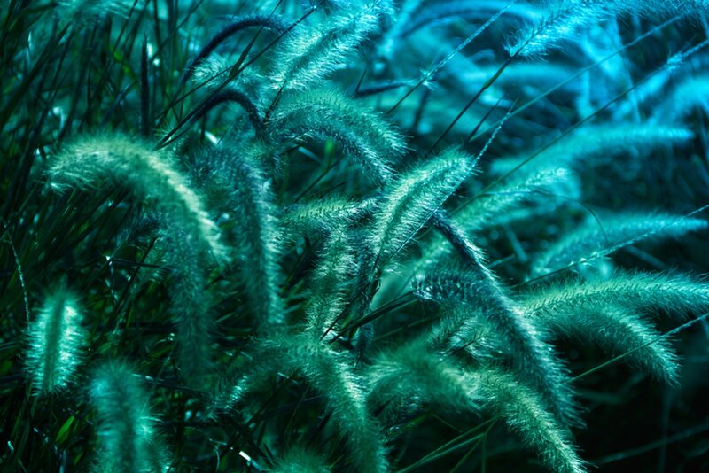 Feathery Grass Plumes — Teal