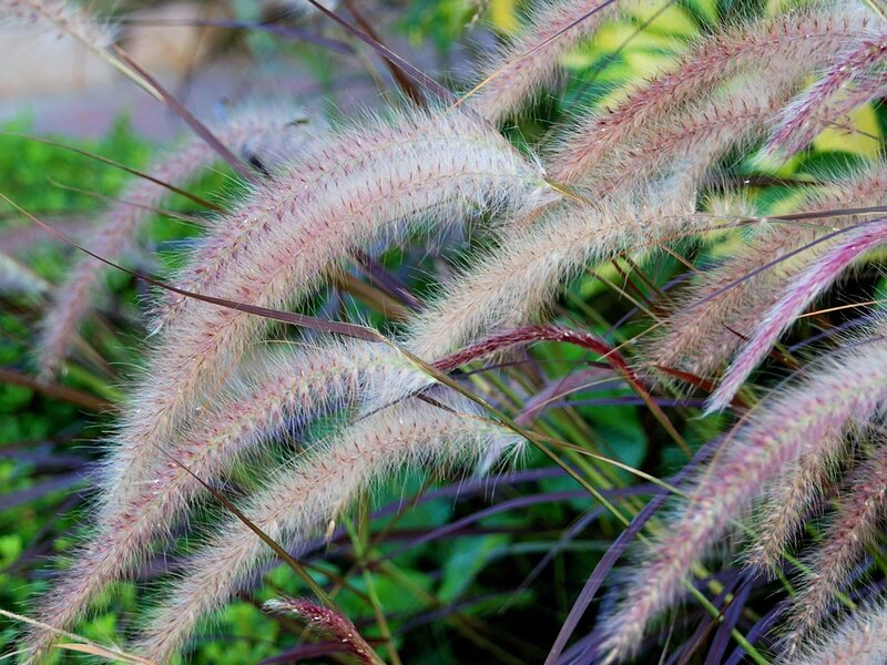 feathery grass plumes