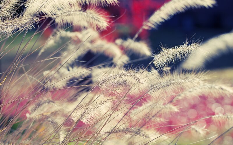 Feathery Grass Plumes — White, Serene, Afternoon