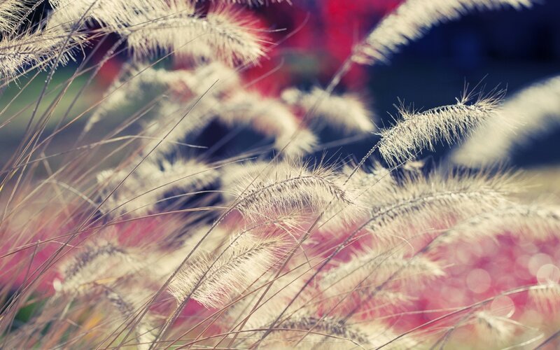 Feathery Grass Plumes — White, Serene, Sunset, Photograph, Bokeh