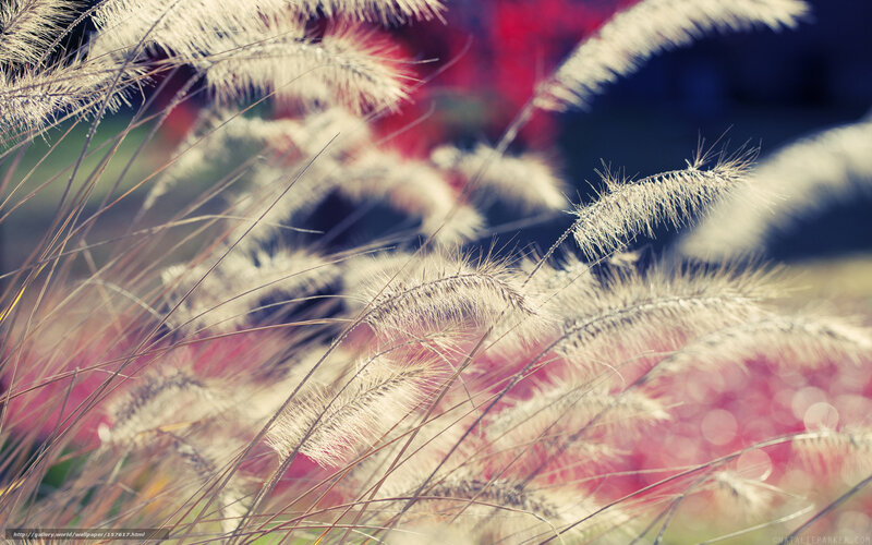 Feathery Grass Plumes — White, Serene, Sunset, Photograph