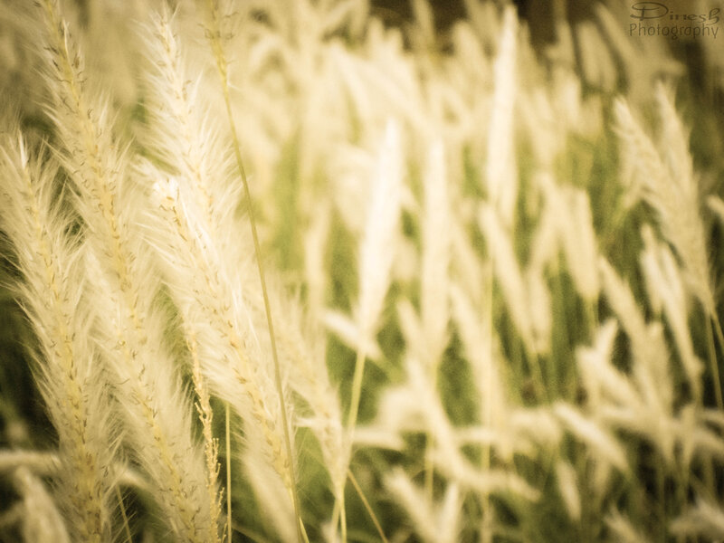 Feathery Grass Plumes — Yellow