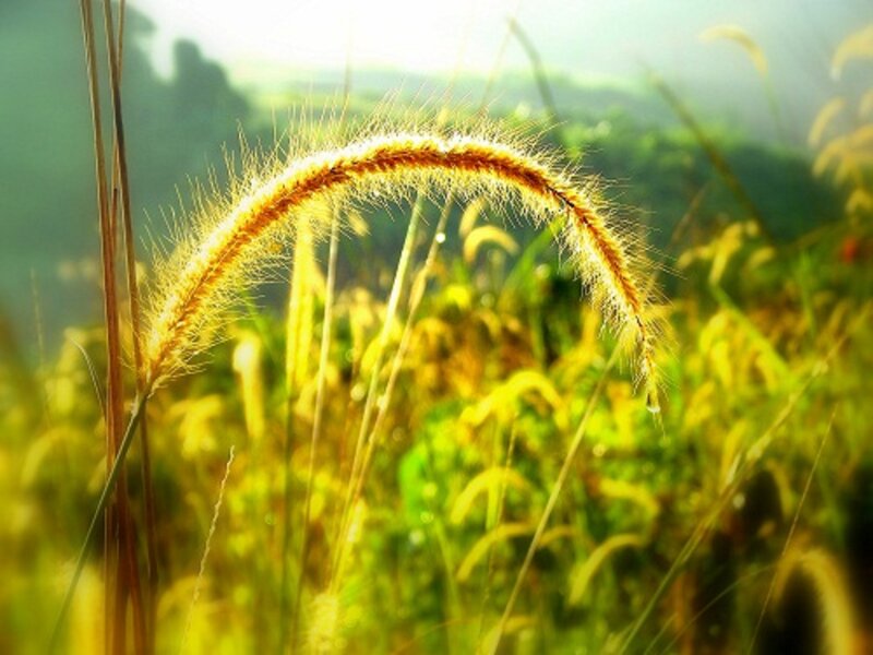 Feathery Grass Seed Head