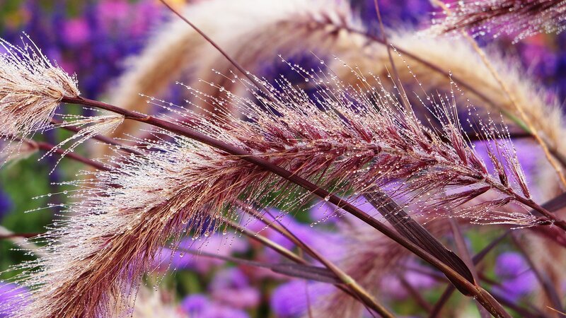 Feathery Grass with Dew