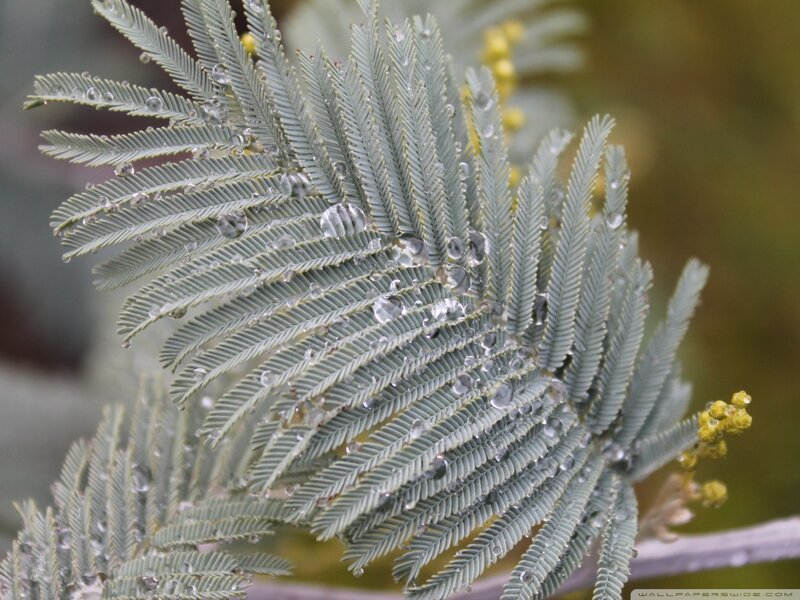 Feathery Leaves with Dew