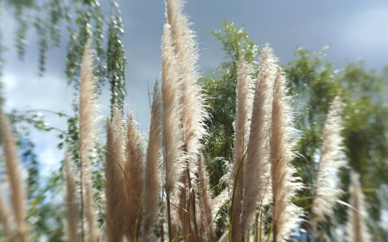 Feathery Pampas Grass