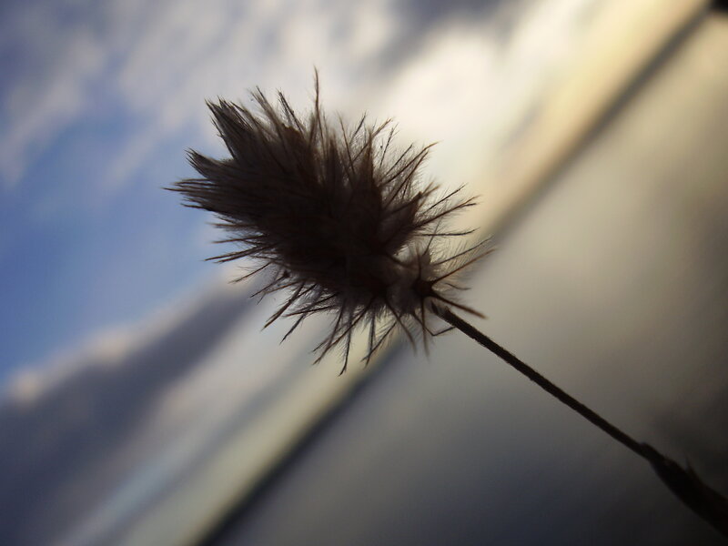 feathery plant against sky